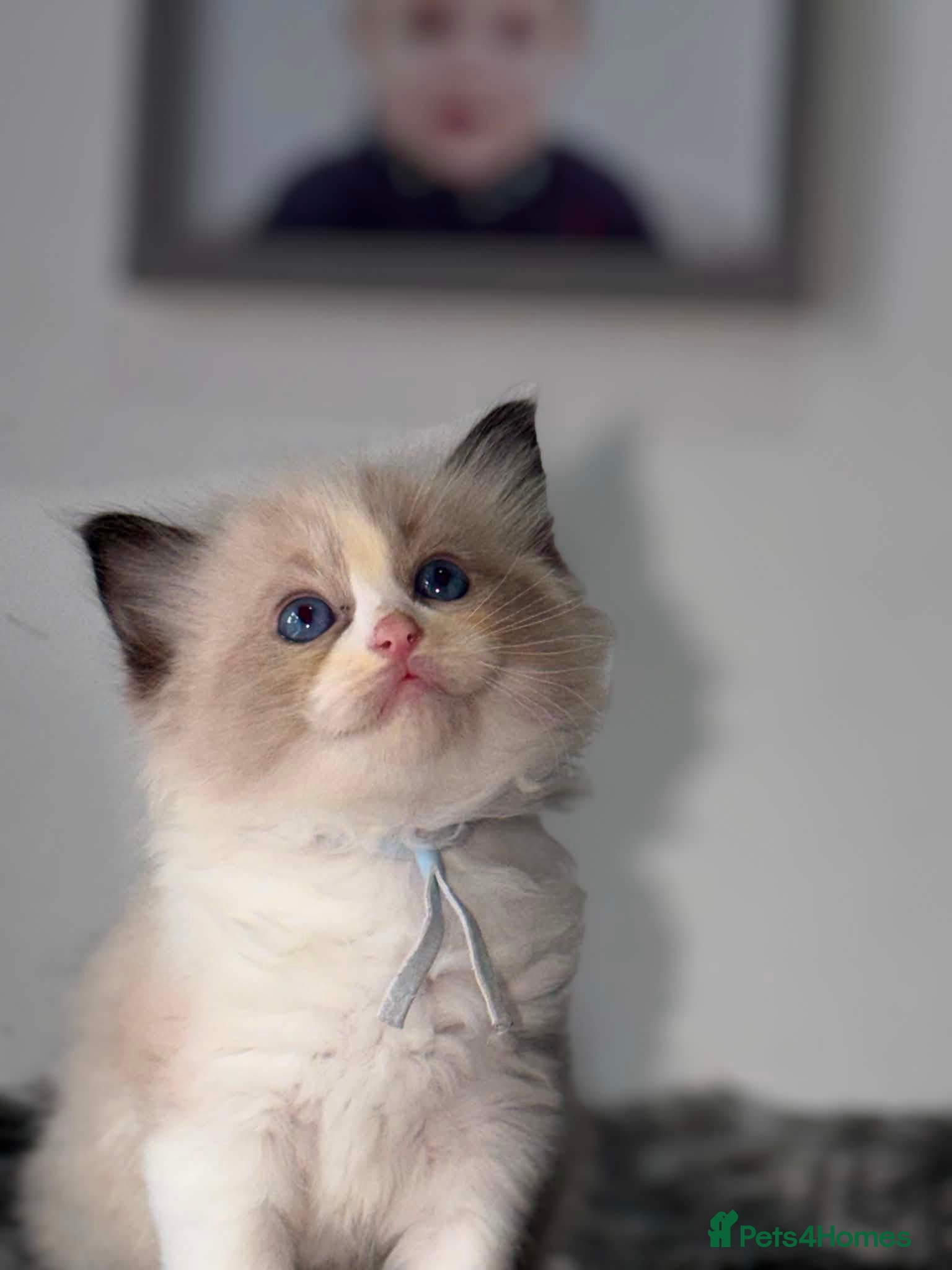 Ragdoll cats Beautiful ragdoll kittens  - Advert 16