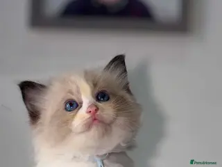 Ragdoll cats Beautiful ragdoll kittens - Advert 16