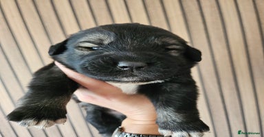 Caucasian Shepherd Dog dogs Caucasian Shepherd puppies from UKC reg parents  - Advert 8