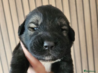 Caucasian Shepherd Dog dogs - Advert 5