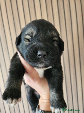 Caucasian Shepherd Dog dogs - Advert 2