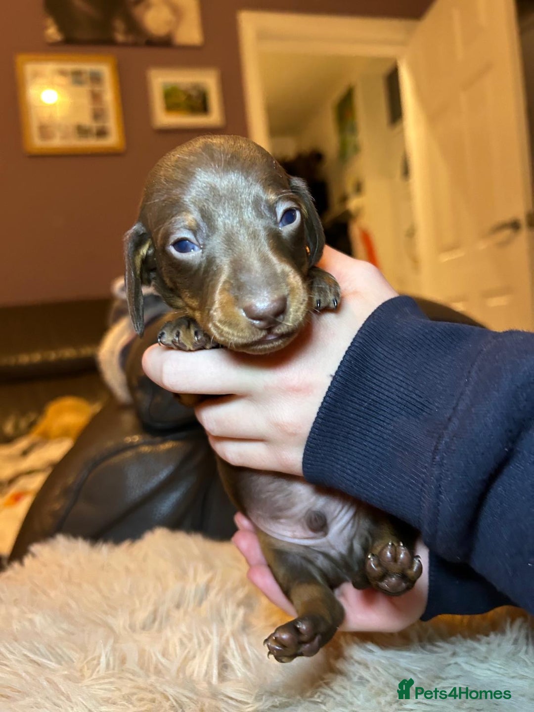 Miniature Dachshund dogs for sale: KC Miniature Dachshund Puppies  - Advert 13