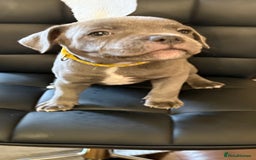Staffordshire Bull Terrier dogs for sale: Lovely kc reg Staffordshire bull terrier puppies  - Image 15