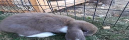 Mini Lop rabbits for sale: Gorgeous Mini lops child friendly  - Advert 3