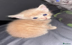 Mixed Breed cats for sale: Babies ready now ‼️ - Image 2