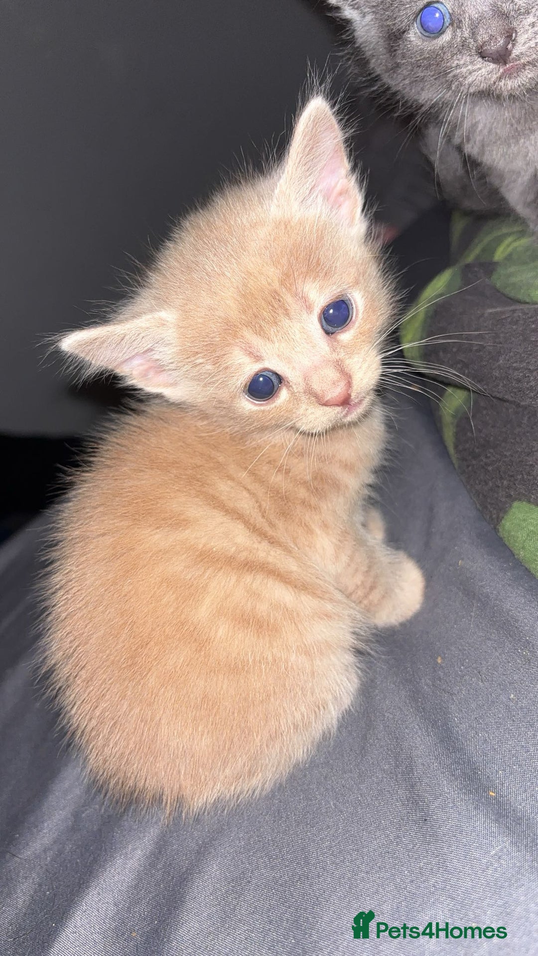 Mixed Breed cats for sale: Babies ready now ‼️ - Image 2