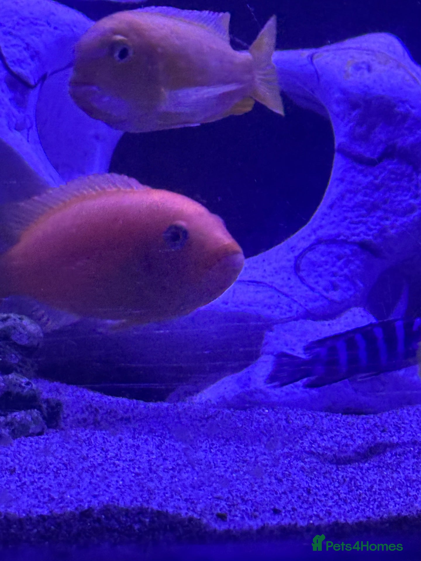 Cichlids fish for sale: African Cichlids & Tropical Fish - Bulk  - Advert 2