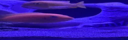 Cichlids fish for sale: African Cichlids & Tropical Fish - Bulk  - Advert 2