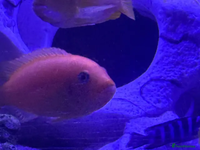 Cichlids fish for sale: African Cichlids & Tropical Fish - Bulk - Advert 2