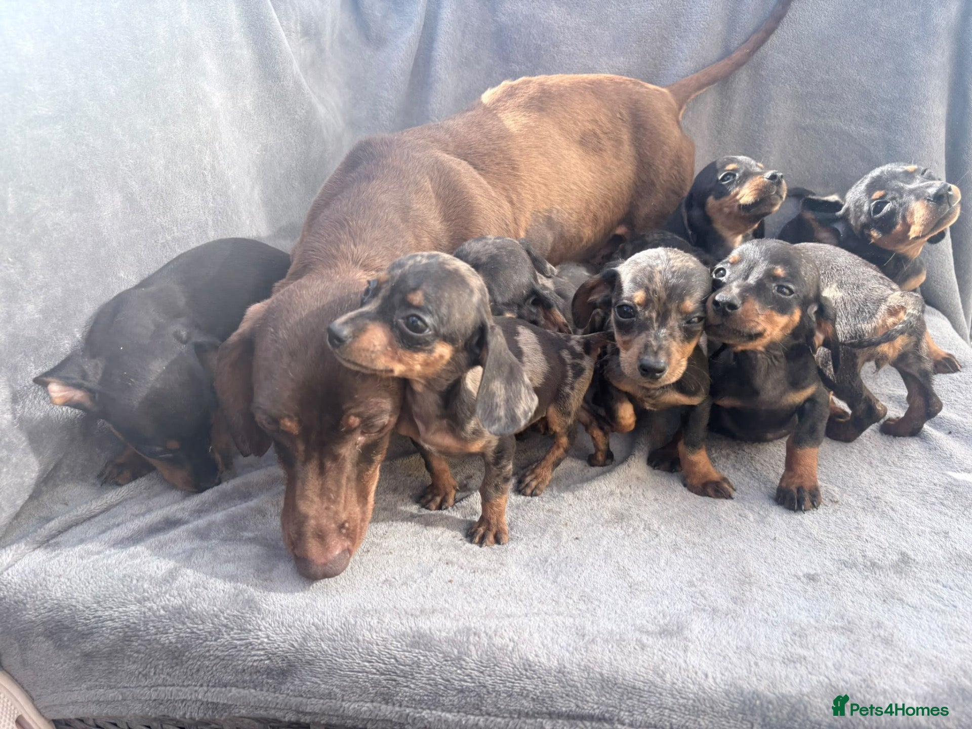 Miniature Dachshund dogs Beautiful dachshund puppies  - Advert 1