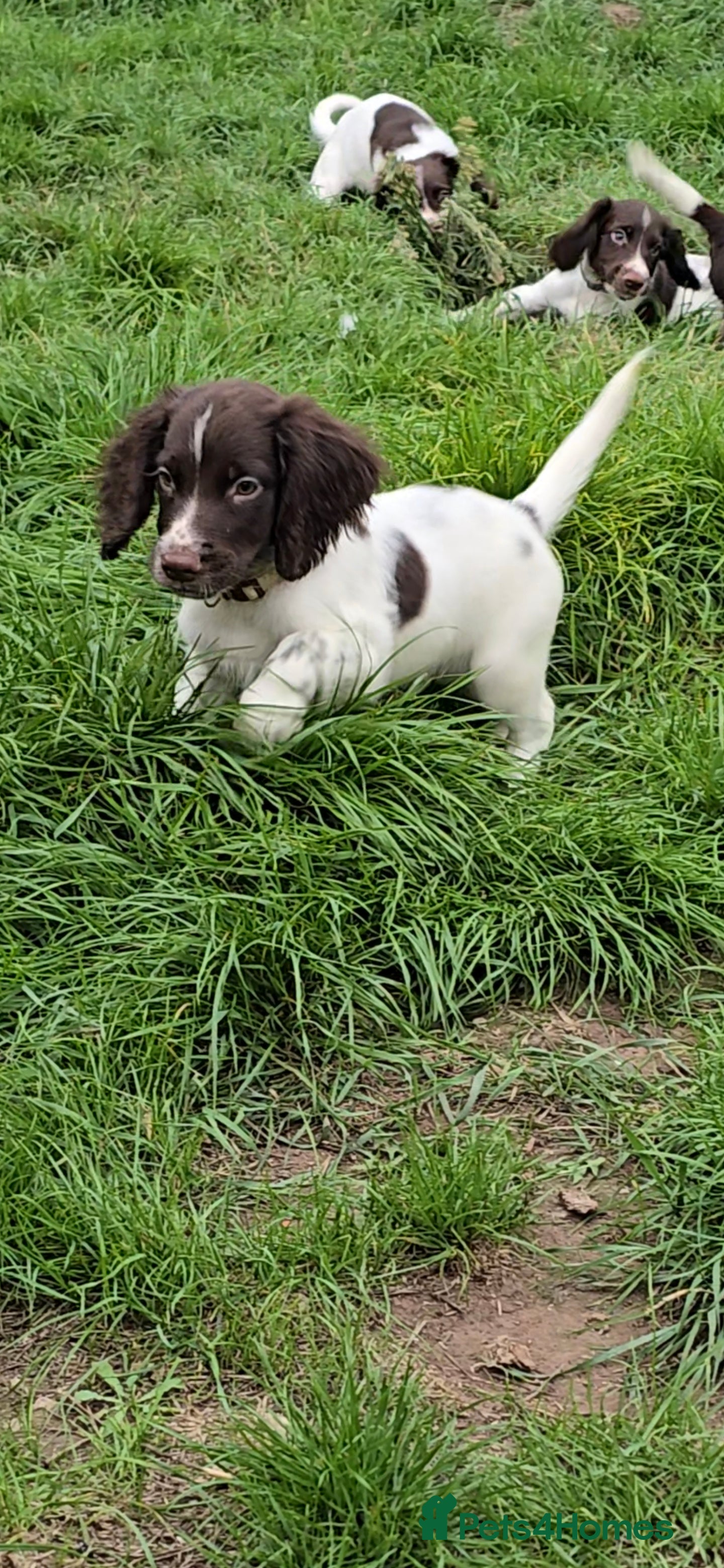 English Springer Spaniel dogs English Springer Spaniel Puppies  - Advert 2