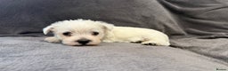 West Highland Terrier dogs for sale: KC REGISTERED Boys - Advert 10