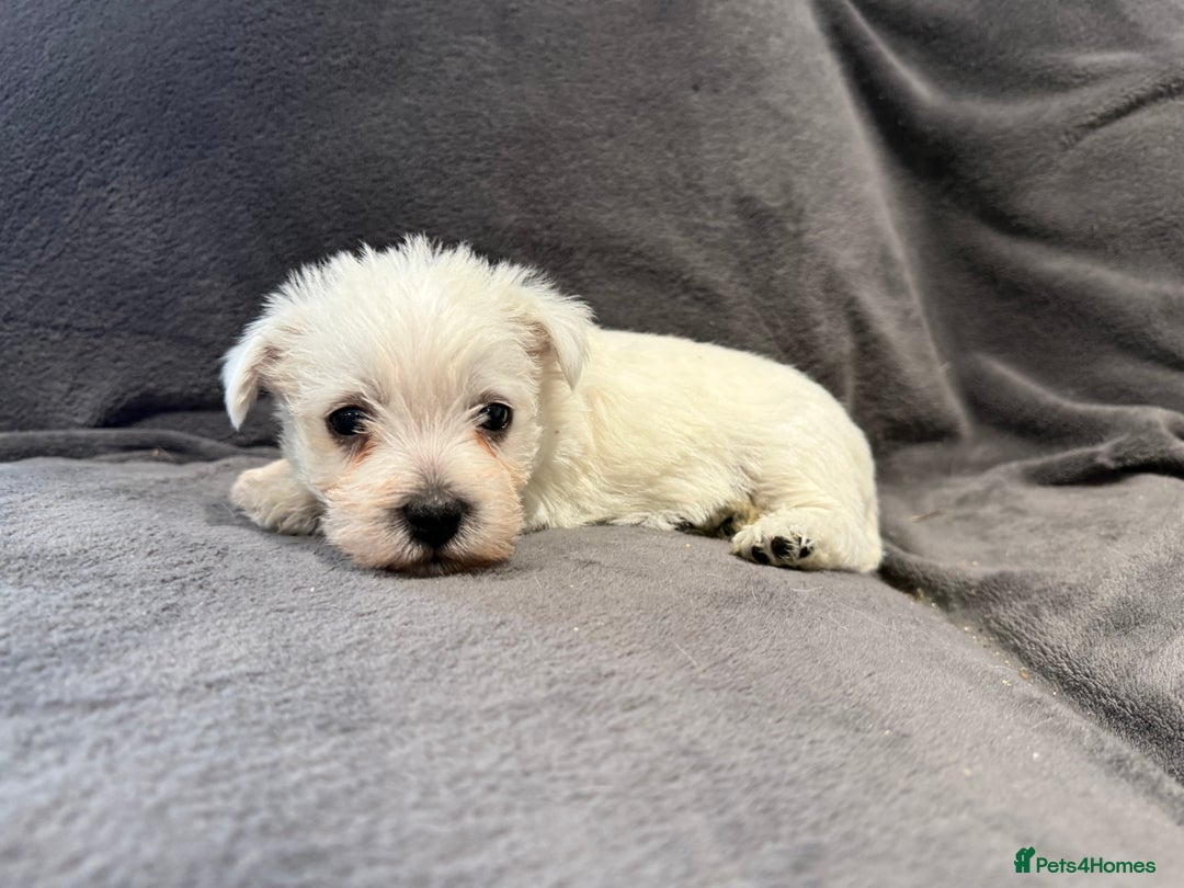 West Highland Terrier dogs for sale: KC REGISTERED Boys - Advert 10