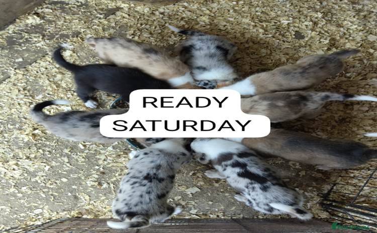Border Collie dogs - Advert 4