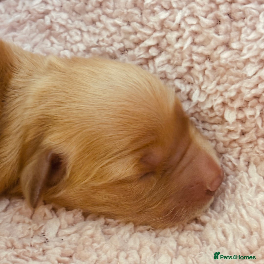 Golden Retriever dogs for sale: Deep Fox Red Golden Retriever Puppies  - Image 8