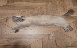 Ragdoll cats for sale: Ragdoll Kittens  - Image 7