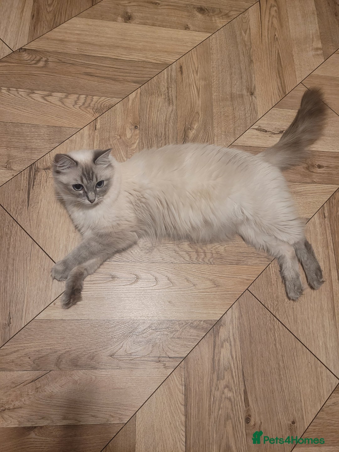 Ragdoll cats for sale: Ragdoll Kittens  - Image 7