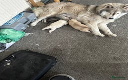 Siberian Husky dogs for sale: Husky Puppies  - Image 21