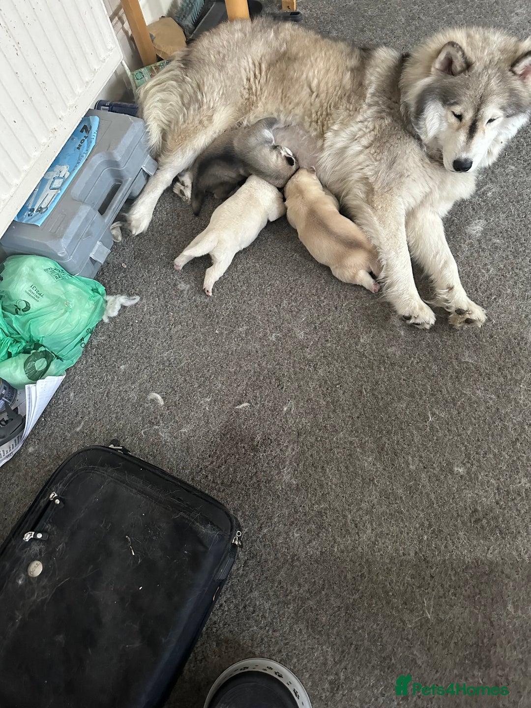 Siberian Husky dogs for sale: Husky Puppies  - Image 21
