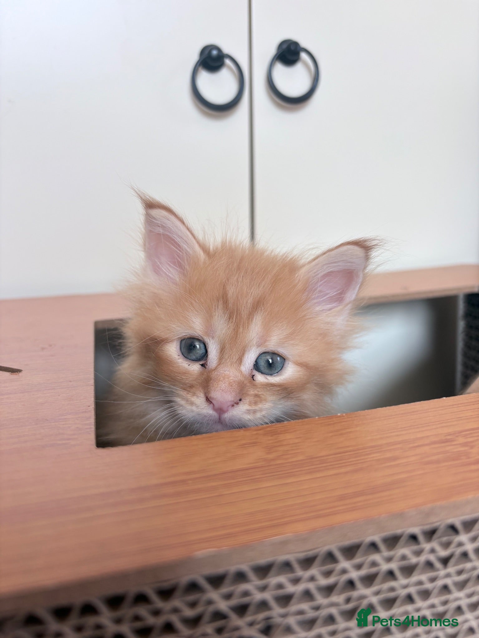 Maine Coon cats Half Mainecoon - Advert 3