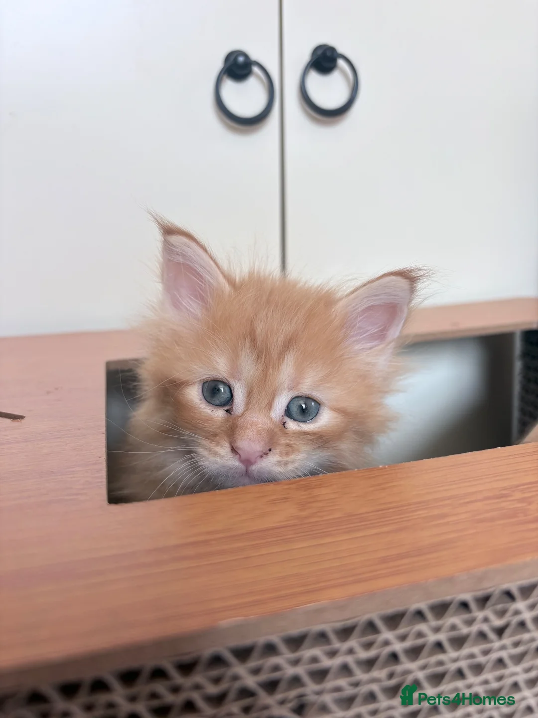 Maine Coon cats for sale: Half Mainecoon - Advert 1