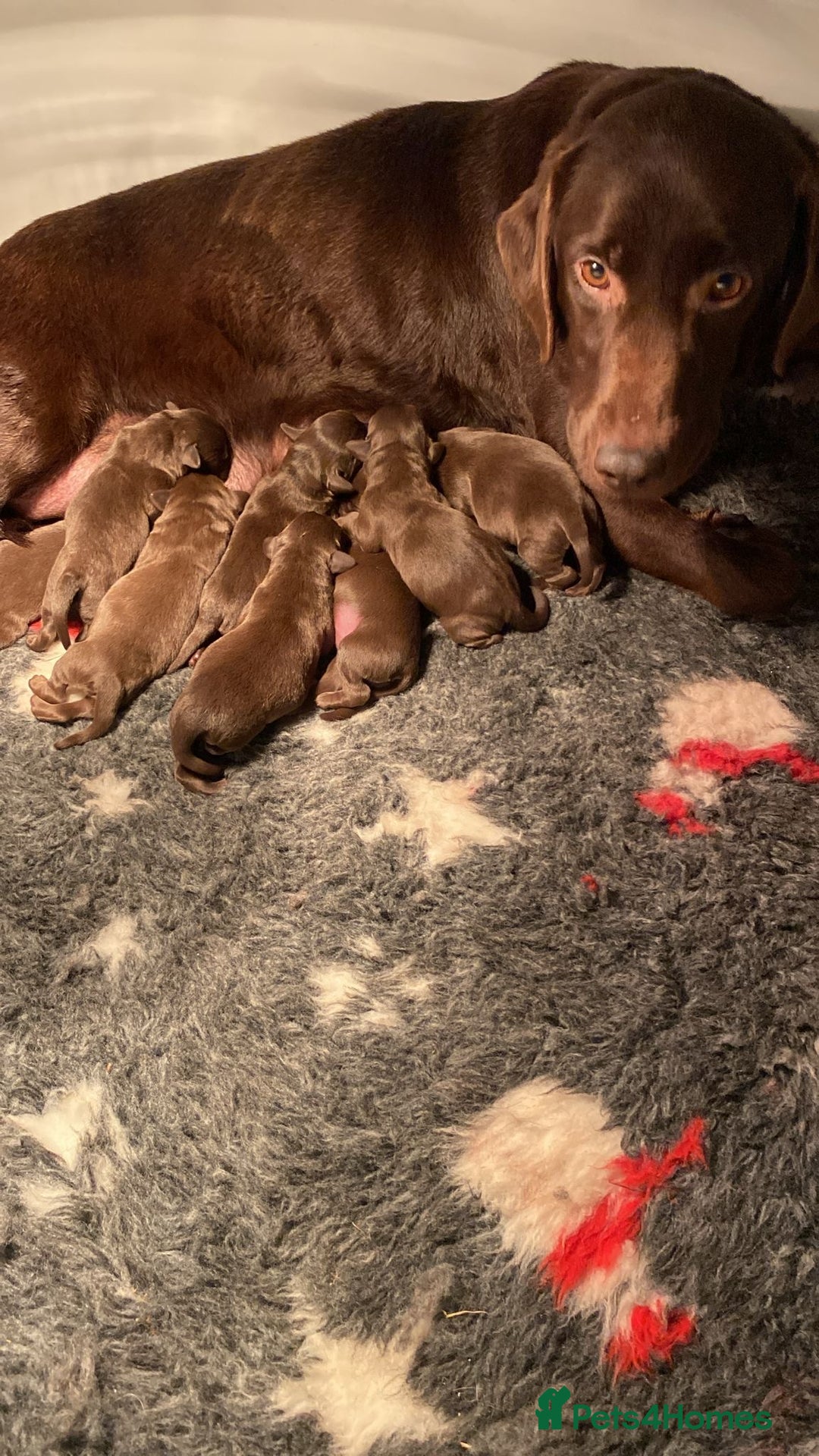 Labrador Retriever dogs for sale: Chocolate Labrador puppies - Advert 3