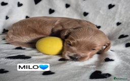Cavapoo dogs for sale: 🧡 HEALTH TESTED F1B CAVAPOO  PUPPIES🧡 - Image 14