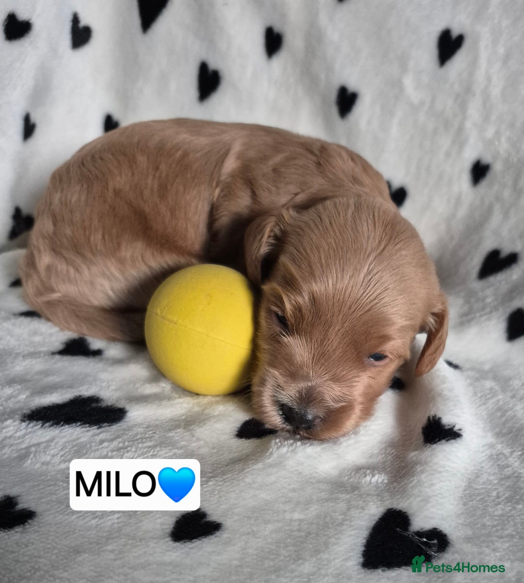 Cavapoo dogs for sale: 🧡 HEALTH TESTED F1B CAVAPOO  PUPPIES🧡 - Image 14