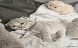 British Shorthair cats for sale: British Shorthair x Scottish Fold - Image 11