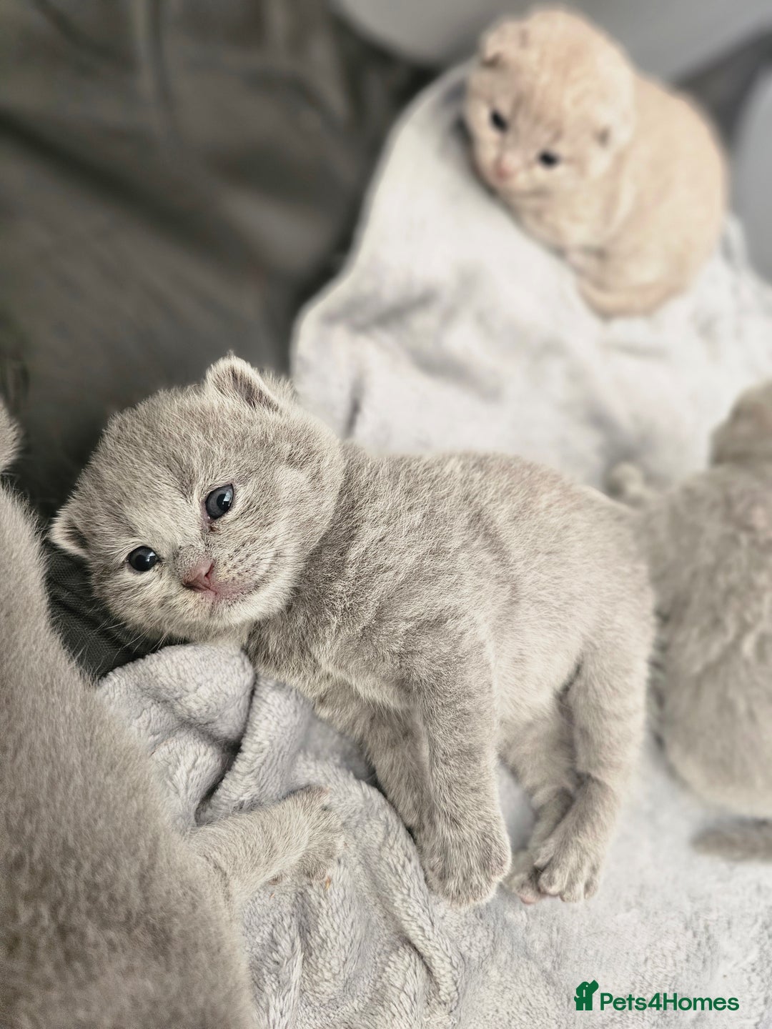 British Shorthair cats for sale: British Shorthair x Scottish Fold - Image 11