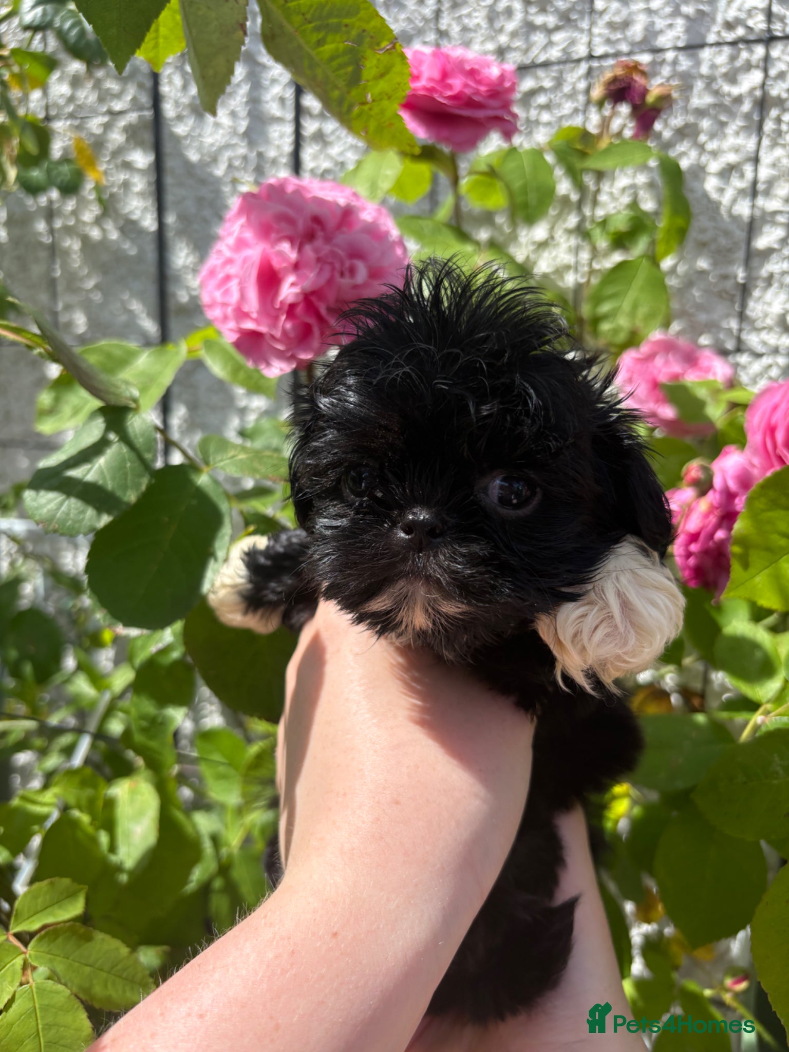 Shih Tzu dogs READY Kennel Club Health Tested Tiny Lines - Advert 1