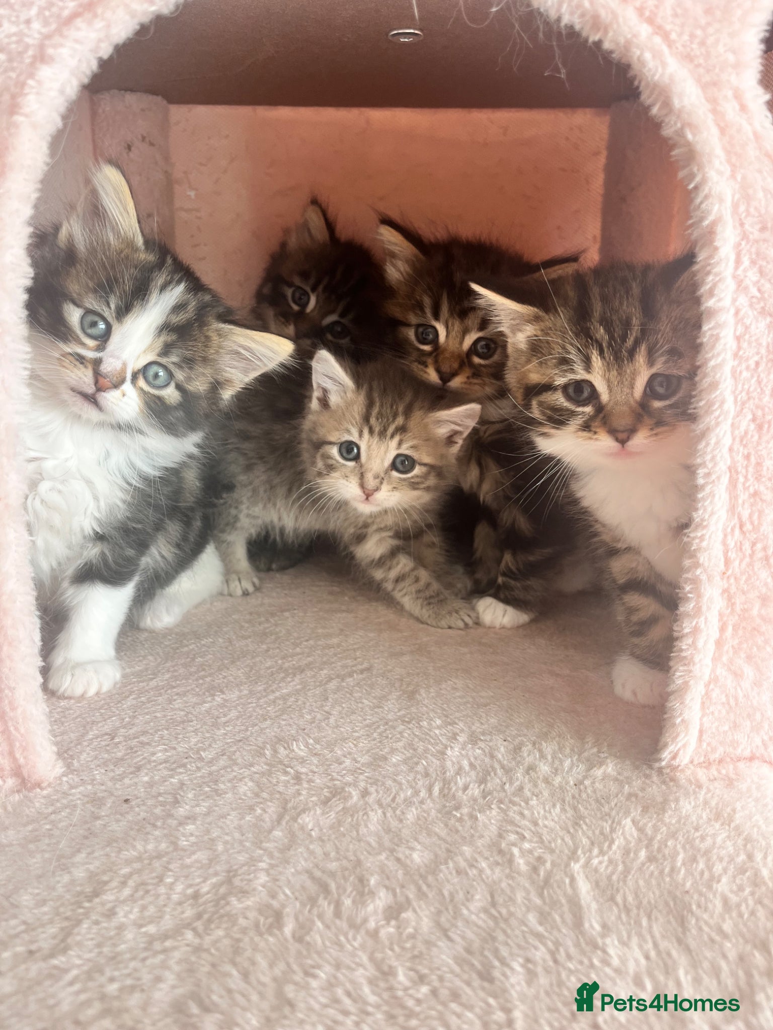 Siberian cats Fluffy Kittens!  - Advert 13