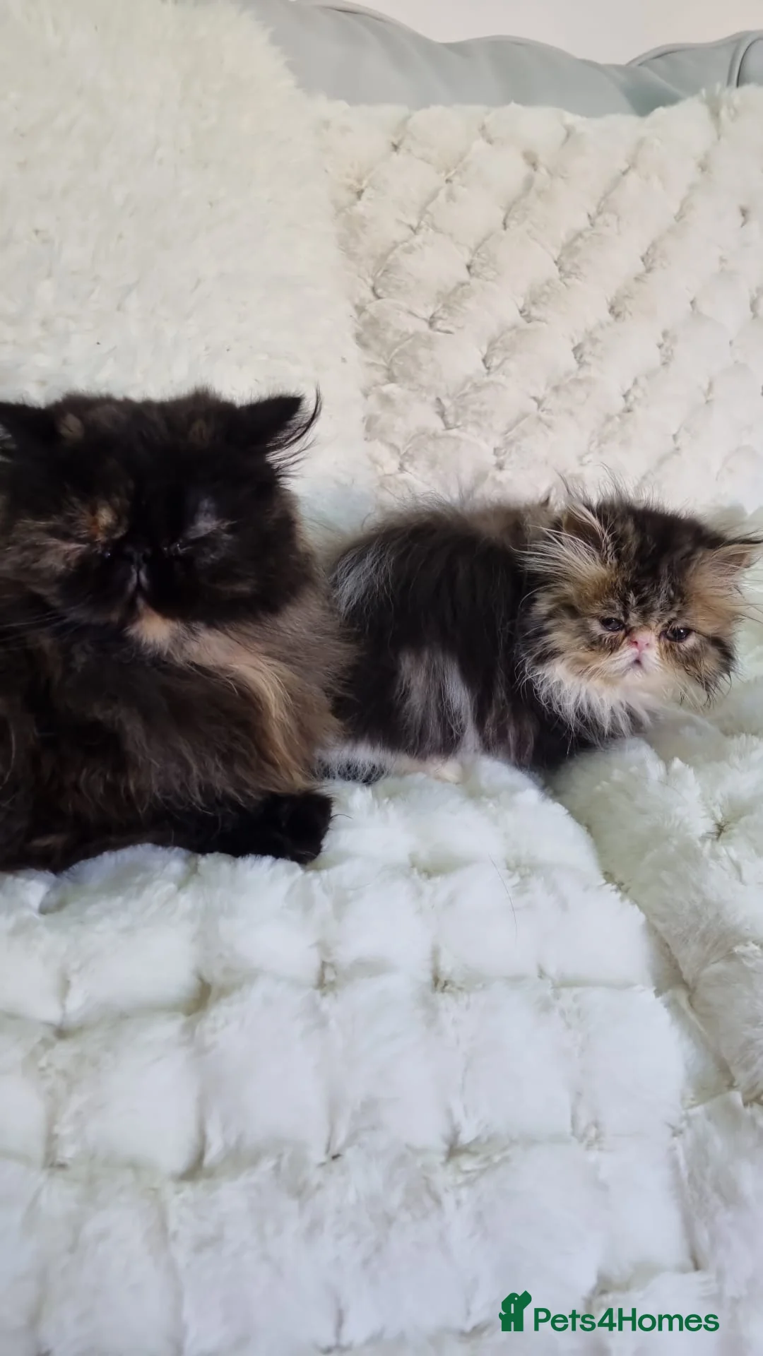 Persian cats for sale: Persian boy  - Advert 7