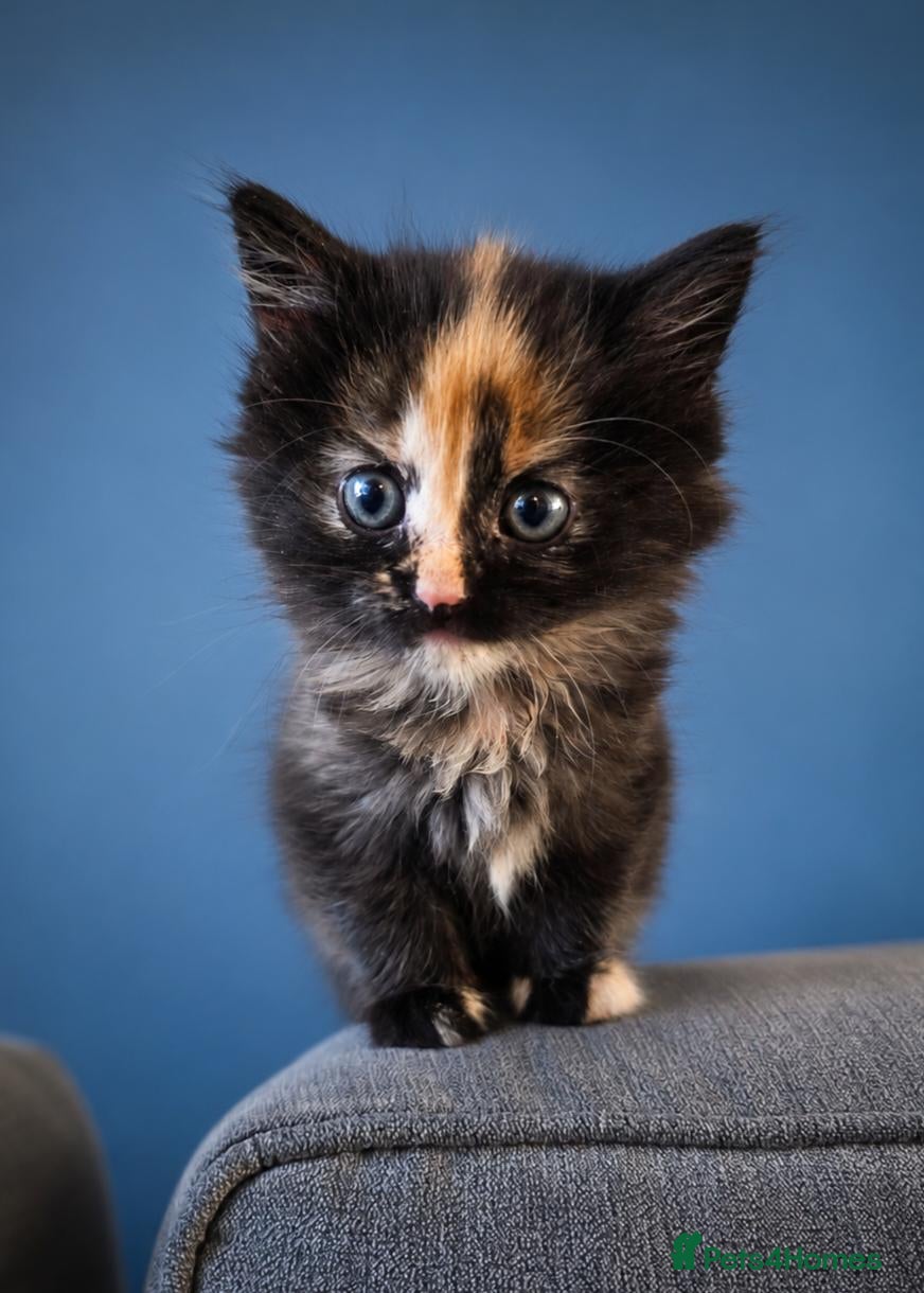 Mixed Breed cats 2 kittens  - Advert 17
