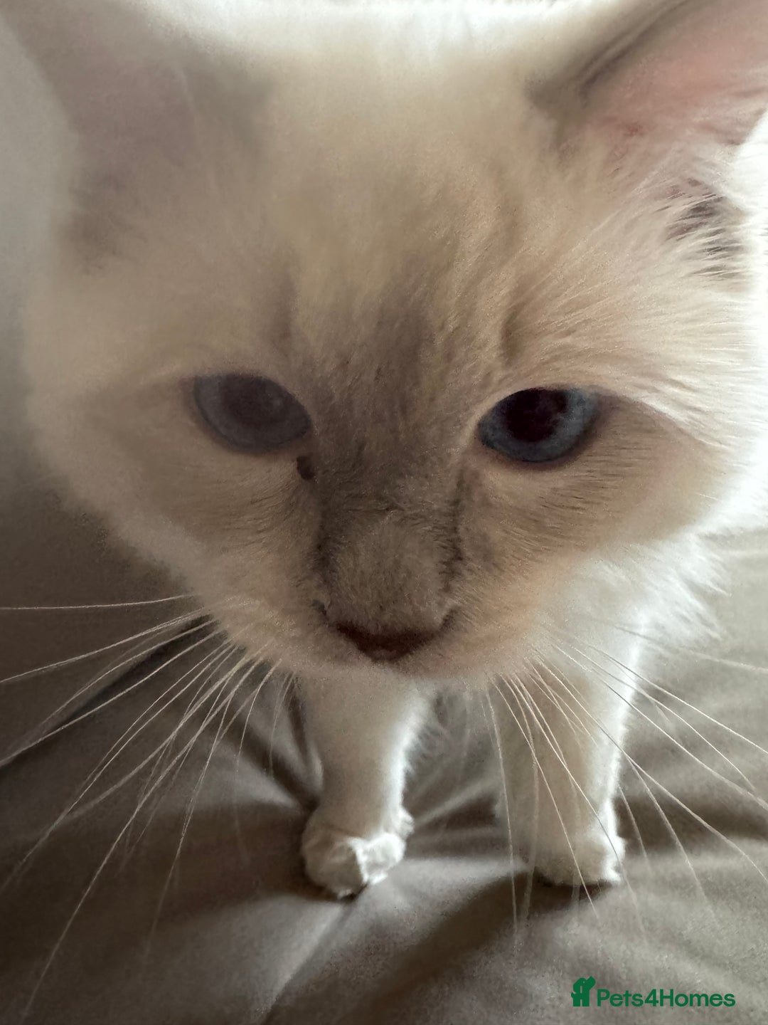 Ragdoll cats for sale: Rare Ragdoll Kitten - Image 6