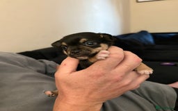 Chihuahua dogs for sale: Chihuahua and Pomchi puppies - Image 29
