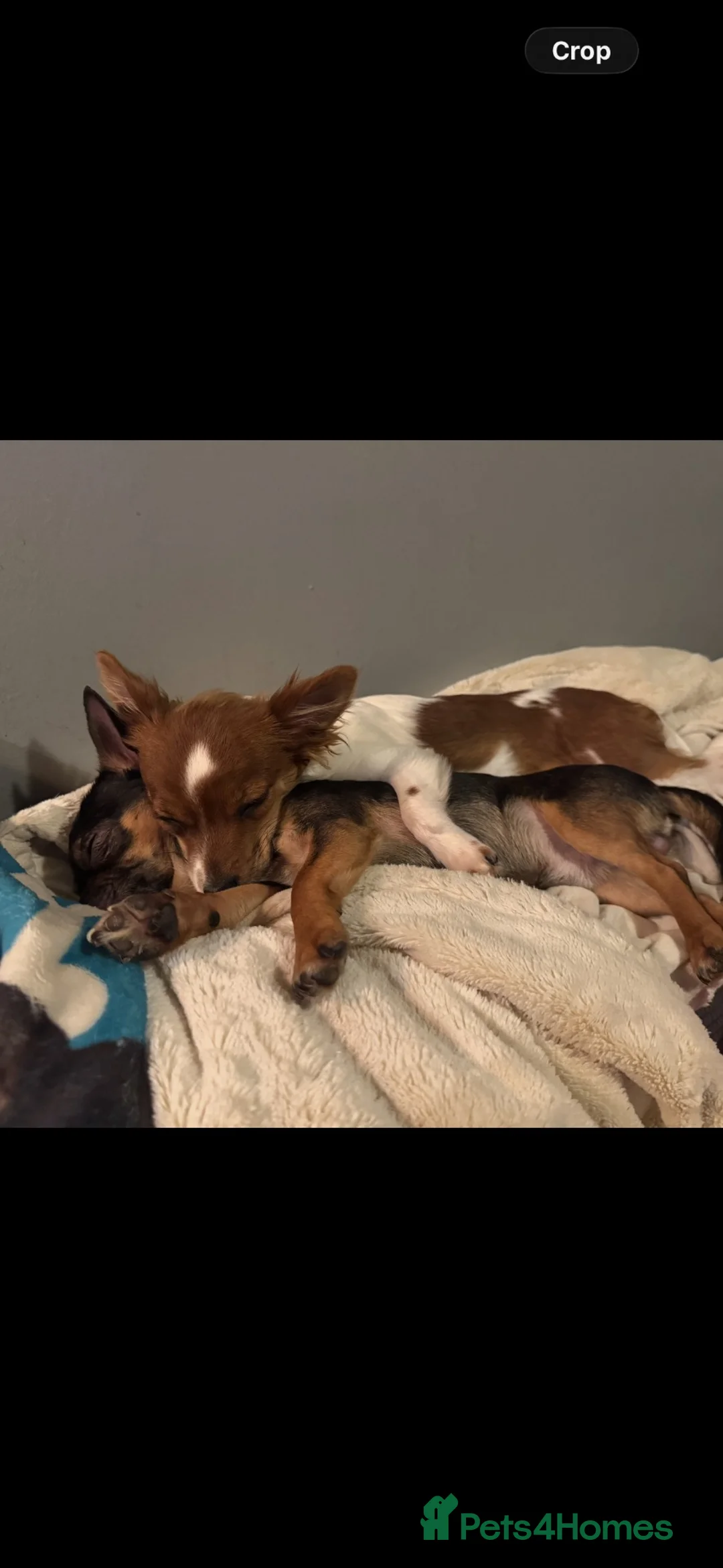 Chihuahua dogs for sale: Chihuahua boy for sale - Advert 9