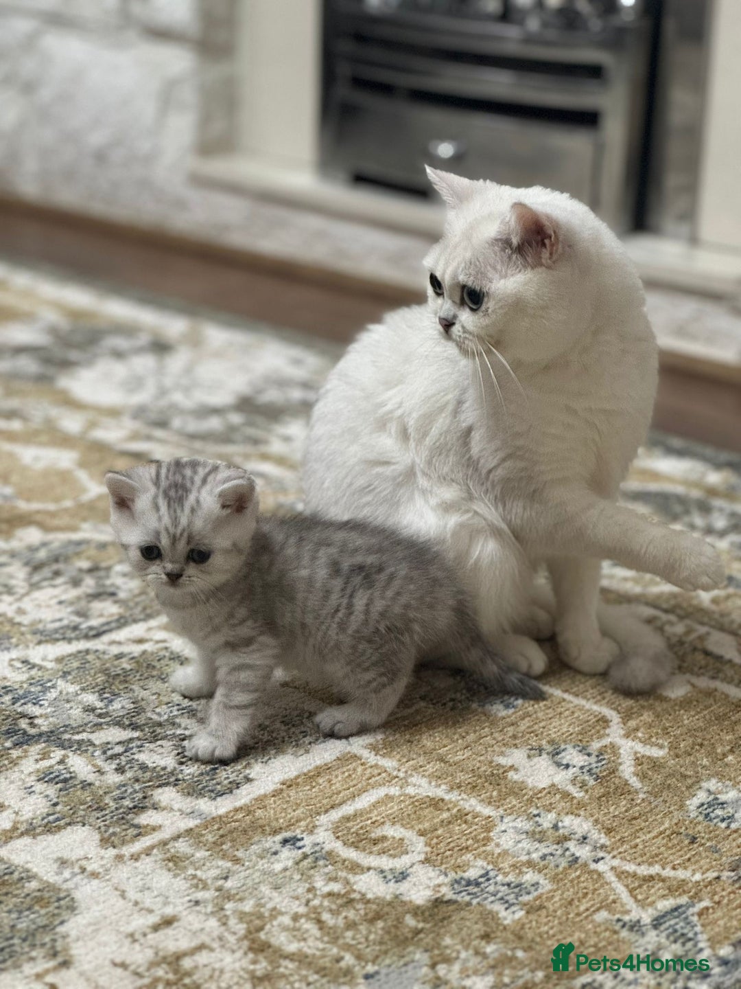 British Shorthair cats for sale: 2 TICA registered BSH kittens  - Image 8