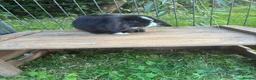 Mini Lop rabbits for sale: Gorgeous blue eye black mini lop  - Advert 3