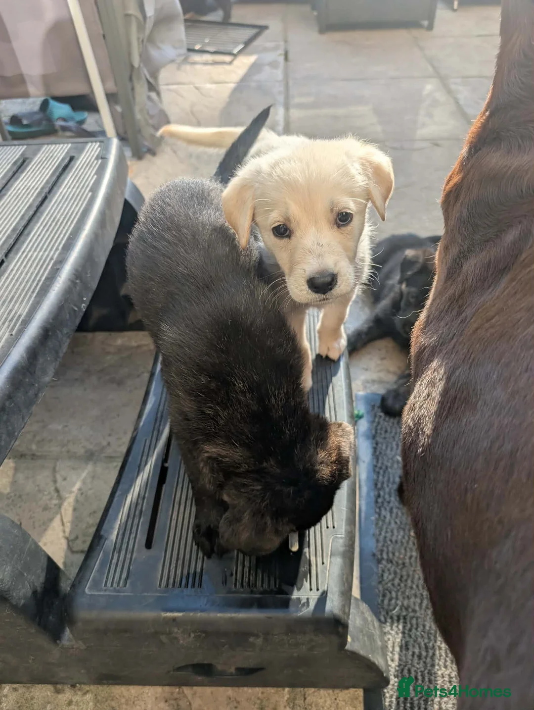 Sheprador dogs for sale: 7 Cute Shepradors ready to leave  - Advert 2