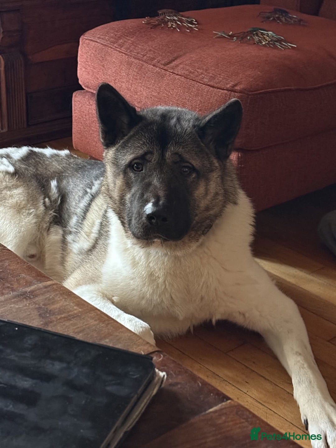 Akita dogs for adoption: Marley - Advert 4