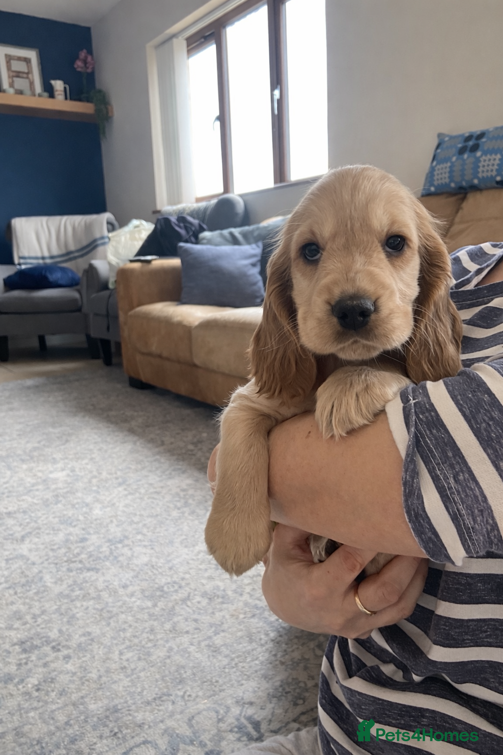 Cocker Spaniel dogs Beautiful Golden Show Cocker Spaniel Puppies.  - Advert 8