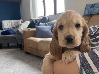 Cocker Spaniel dogs Beautiful Golden Show Cocker Spaniel Puppies. - Advert 8