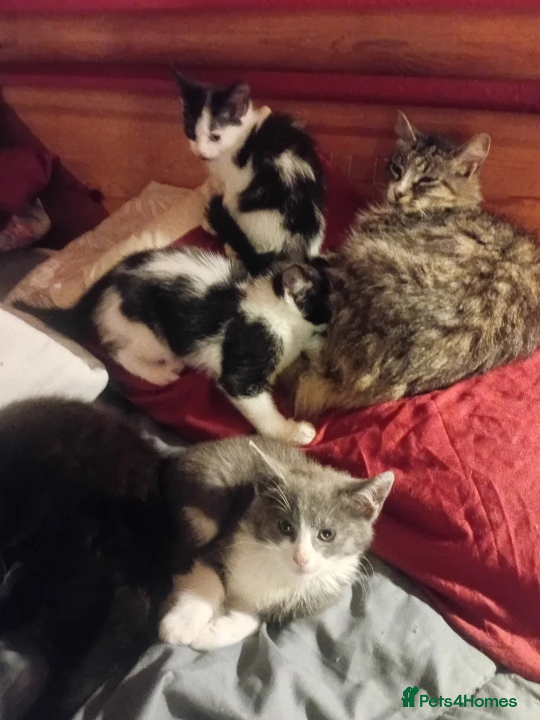Domestic Shorthair cats for sale: Mixture of cats and kittens - Advert 3