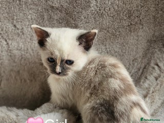 Ragdoll cats Pure Ragdoll Kitten available Now - Advert 4