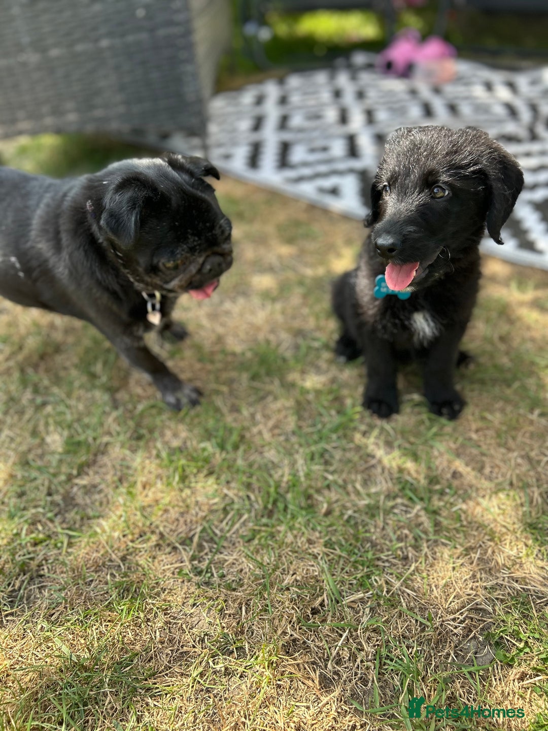 Mixed Breed dogs for sale: Mixed breed puppy  - Image 3