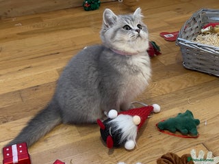 British Shorthair cats 3 GCCF British Shorthair Kittens– Champion Lines - Advert 4