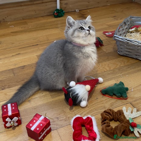 British Shorthair cats 3 GCCF British Shorthair Kittens– Champion Lines - Advert 1