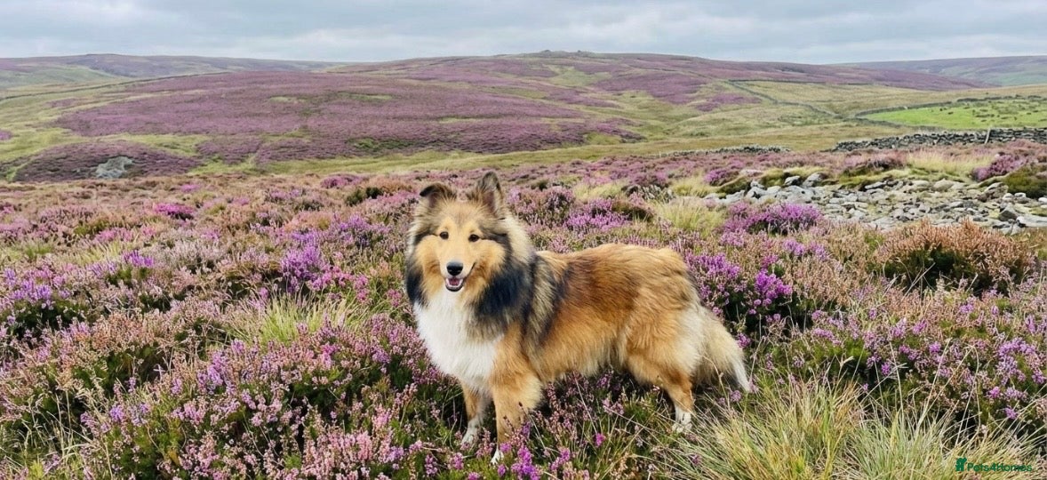 Shetland Sheepdog dogs Beautiful small Shetland sheepdog girl  - Advert 1