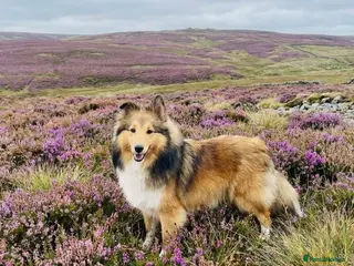 Shetland Sheepdog dogs Beautiful small Shetland sheepdog girl - Advert 1